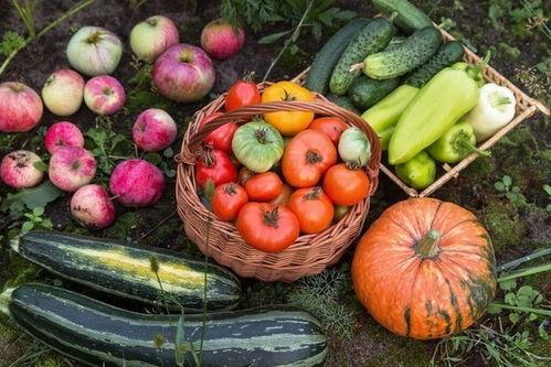 吃瓜娱乐场,吃瓜群众的狂欢盛宴